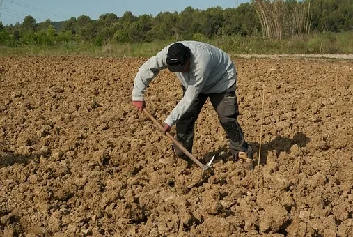 Guvernul va plăti aproape jumătate din salariile zilierilor și sezonierilor din agricultură