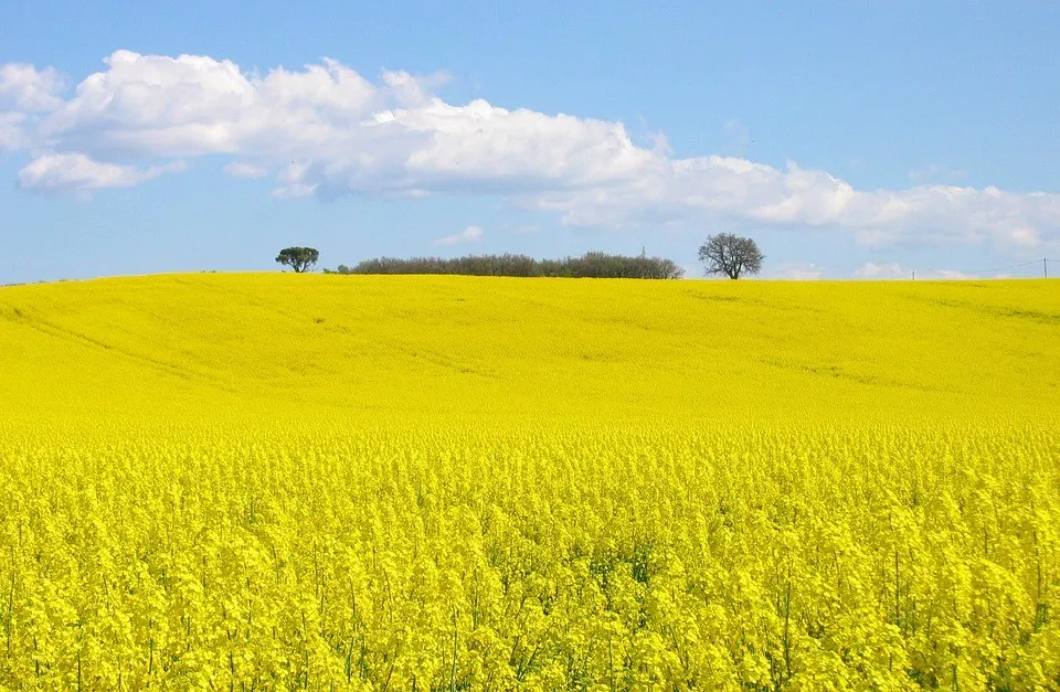 BASF a finalizat achiziția unui pachet de operațiuni agro de la Bayer