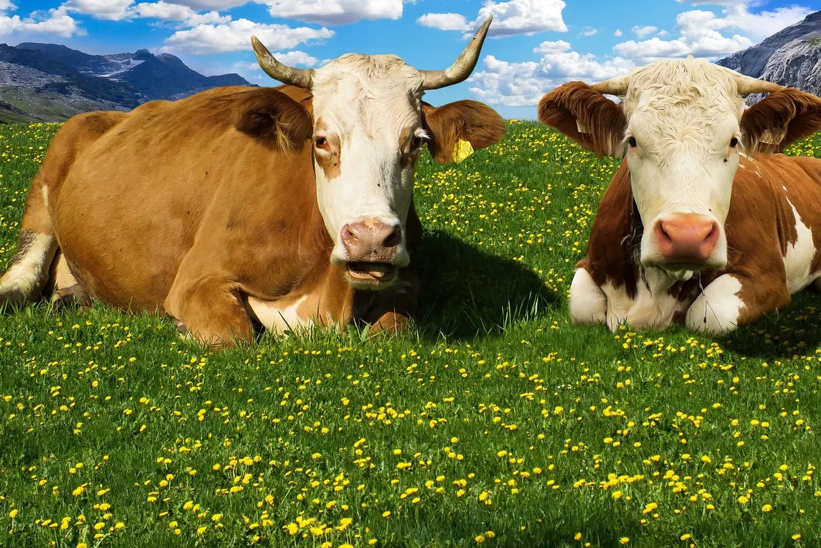 Agricultura crește ca-n povești, dar statistic, scade