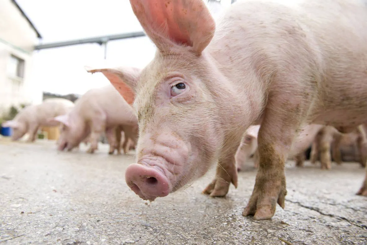 Pesta porcină a redus efectivele de animale cu 14,2% doar în primele cinci luni