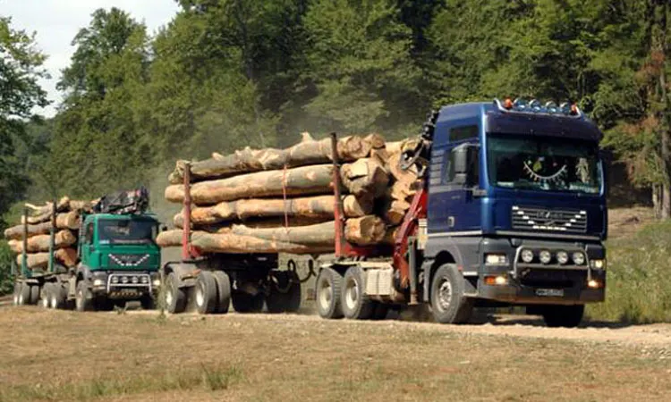 Statistică: Volmul de lemn tăiat în România a scăzut în 2019