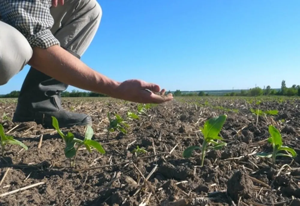Seceta lovește în agricultori. Peste 4 milioane de hectare de culturi de porumb și floarea soarelui, afectate