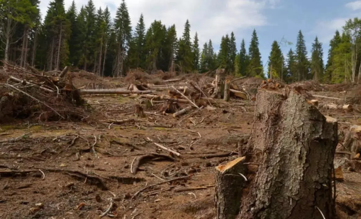 Pădurile României în primul an al pandemiei. Creșterea fondului forestier, mult mai mică decât creștere volumului tăierilor