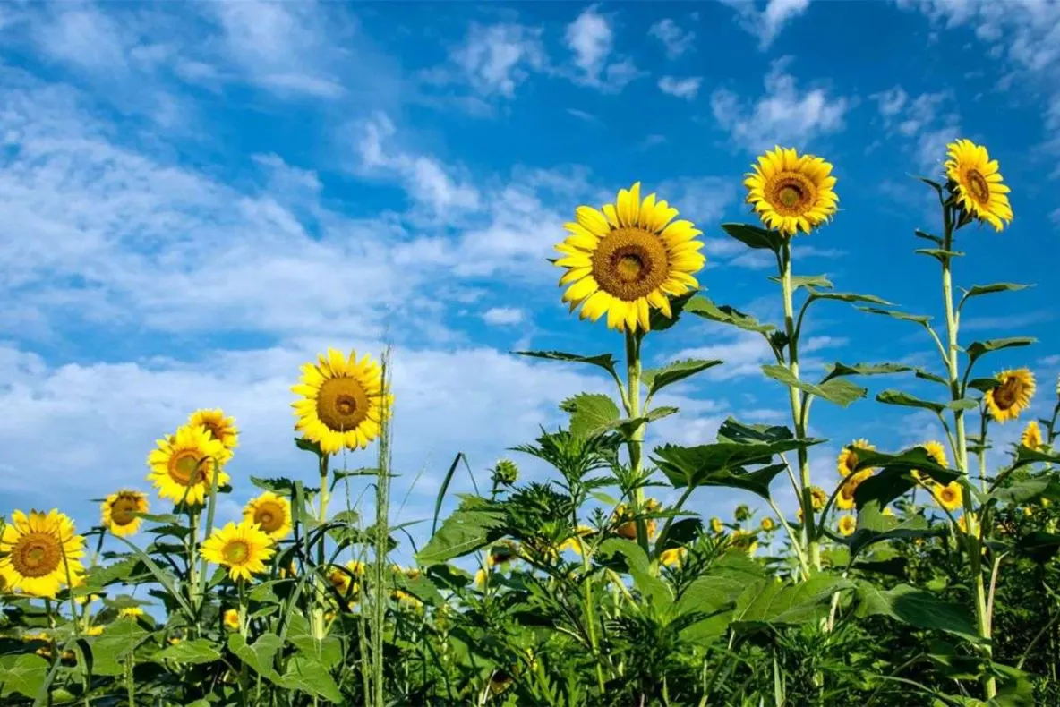 România ar putea să aibă o producţie de seminţe de floarea soarelui de doar 1,5 tone la hectar, din cauza vremii. Avertisemntul sumbru al experților agricoli ucraineni