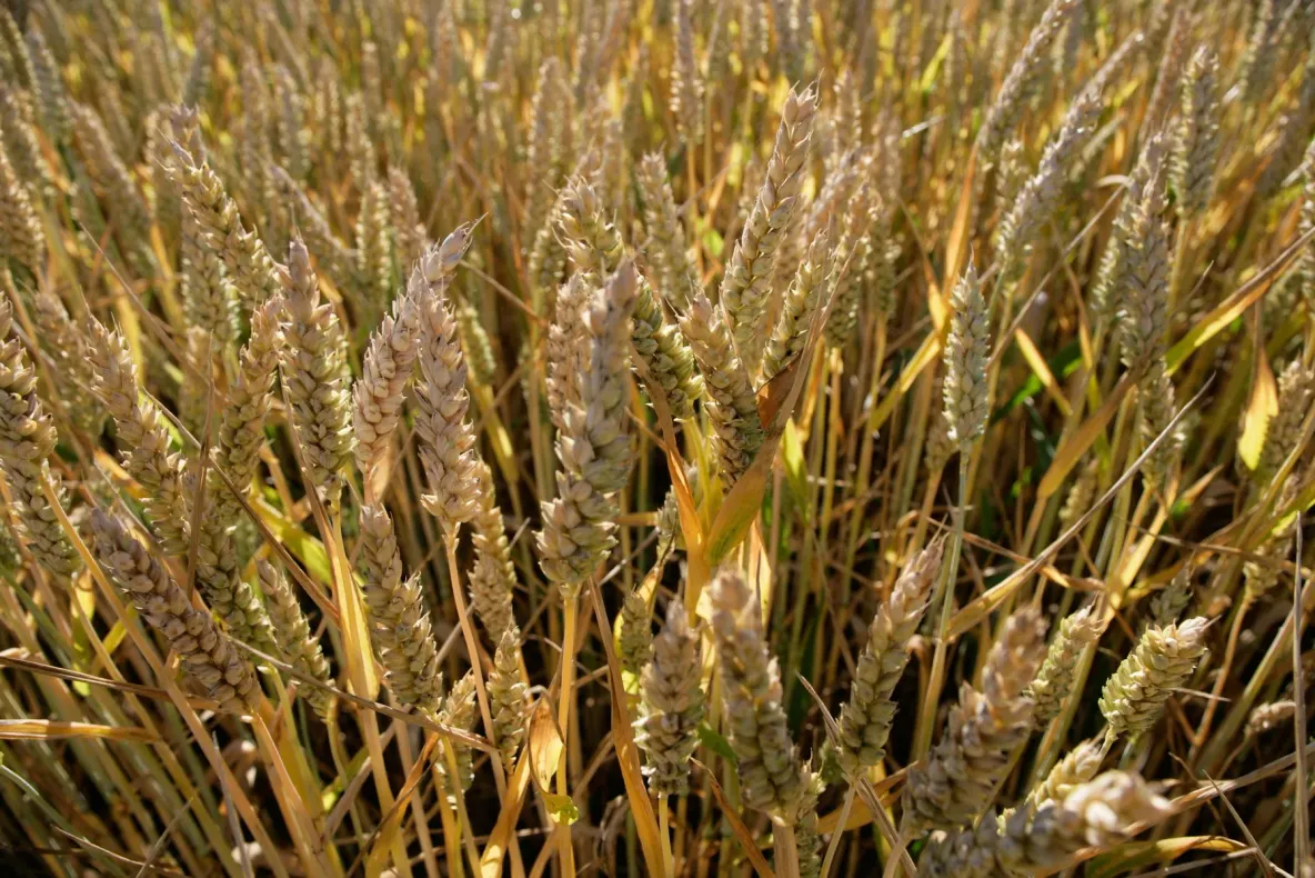 Alertă ONU: Costul global al alimentelor a atins recordul ultimilor ani, Ucraina exportă doar 30%
