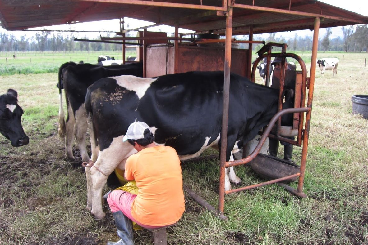 INS: Cantitatea de lapte brut importat a crescut în luna iunie 2018 cu 326 tone