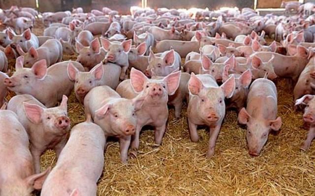 Dezastru economic: 140.000 de porci vor fi sacrificați la Brăila. Peste 150 de milioane lei pagubă