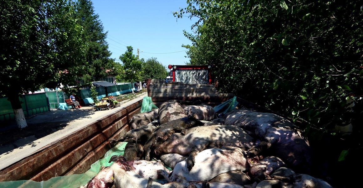 Ministerul Agriculturii ”gândește” mecanismul de despăgubiri la PPA, pentru porcul de 100 kilograme