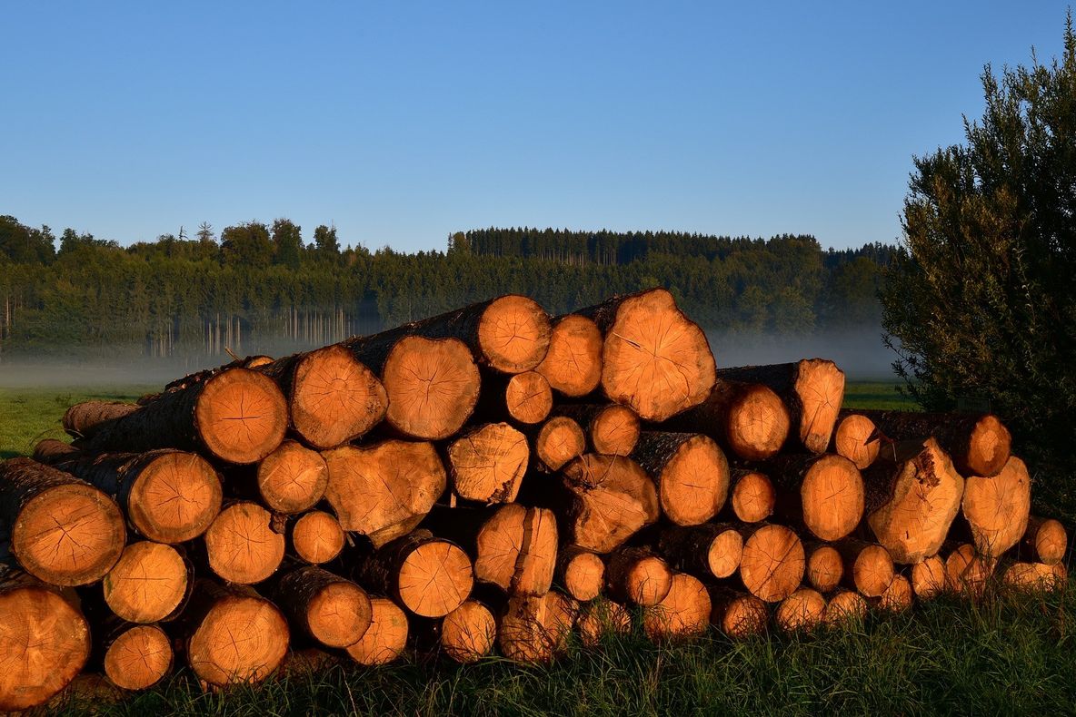 Defrișările iau avânt. Topul național al furturilor din pădure