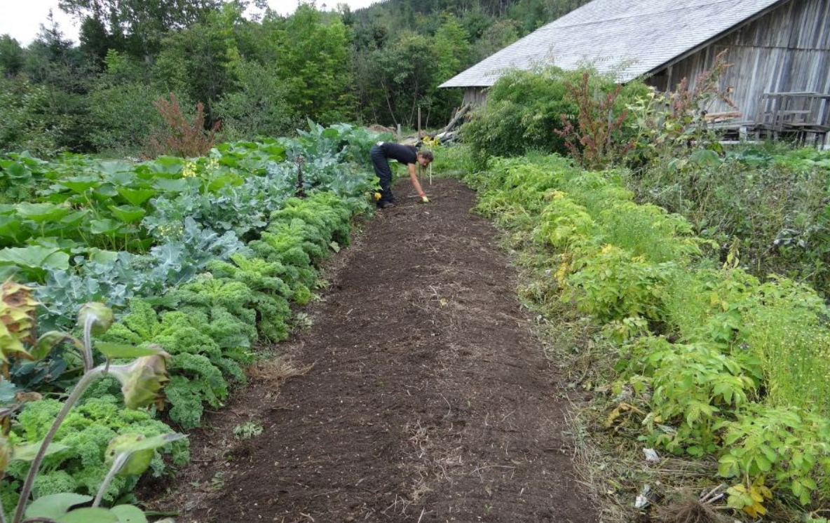 5 sfaturi practice pentru amenajarea unei grădini în spatele casei (P)