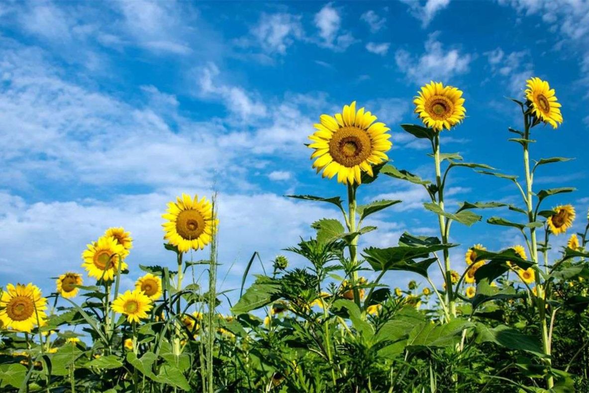 România ar putea să aibă o producţie de seminţe de floarea soarelui de doar 1,5 tone la hectar, din cauza vremii. Avertisemntul sumbru al experților agricoli ucraineni
