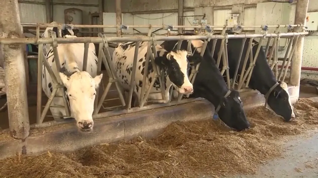Medicii veterinari se alătură valului de proteste. Cer modificarea legii salarizării și o grilă proprie de venituri