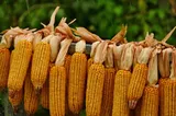 Scumpiri record ale produselor agricole de bază. Piața, supusă presiunii războaielor și secetei