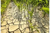 Seceta se agravează în judeţul Bihor: opt UAT-uri şi 35 de localităţi afectate de lipsa apei potabile