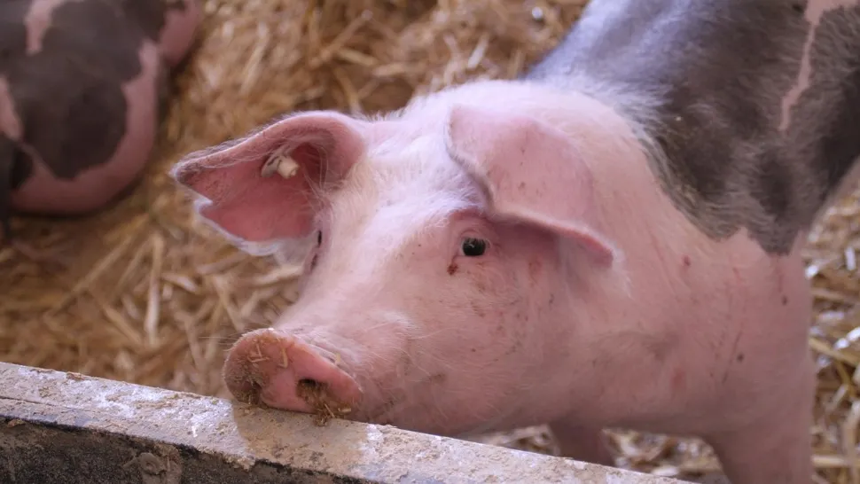 Schimbări majore la carnea de porc din magazine