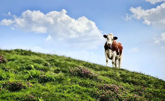 vaca