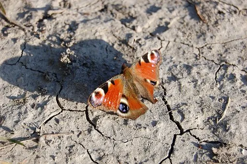 butterfly-3468613__340