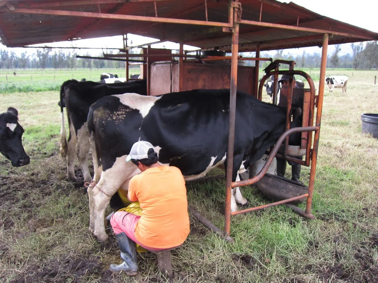 cow_vaca_boyaca_colombia_72277200