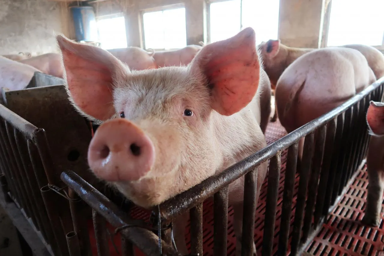 porci