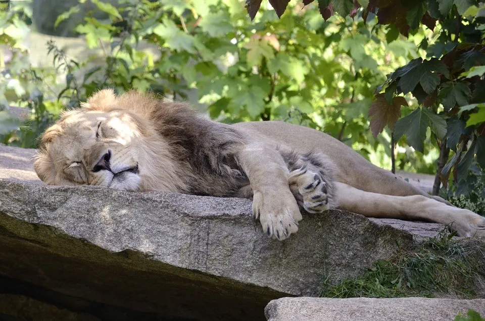leu-doarme-hampis-animale-1