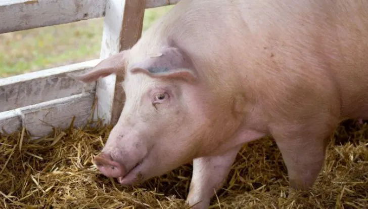 porc63950gospodarie