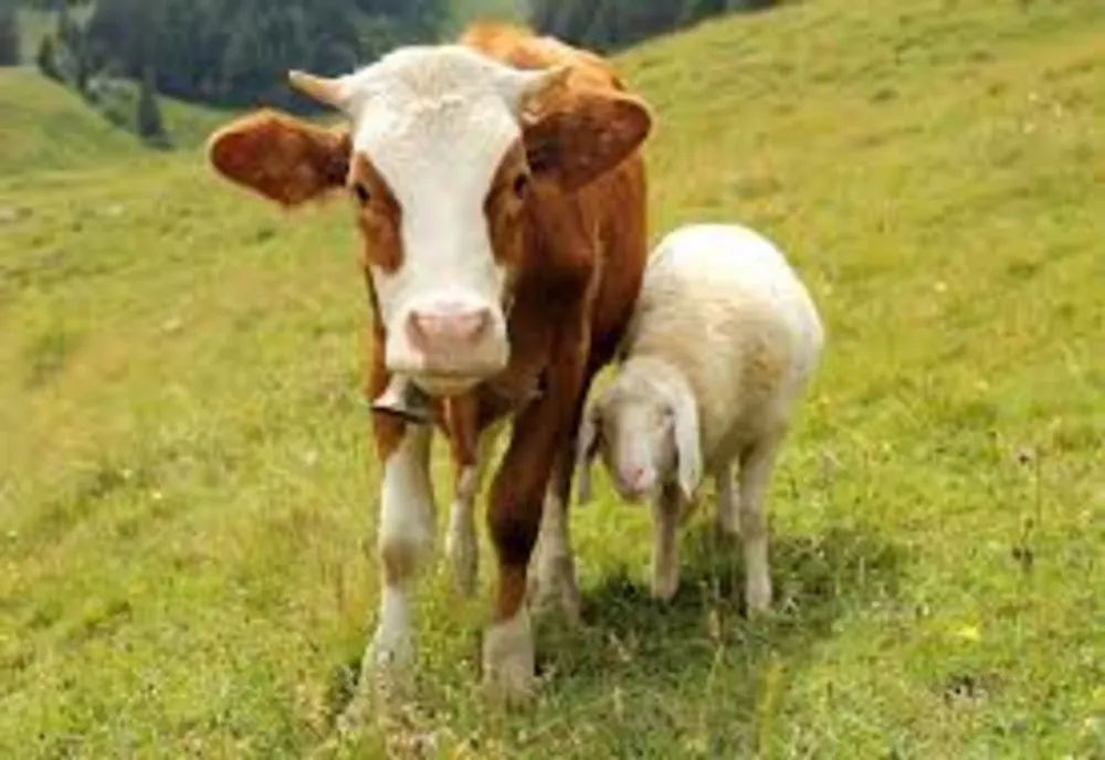 Ajutoare de stat de 4,8 milioane de lei pentru creșterea animalelor