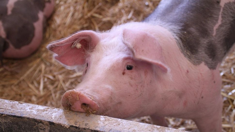 Schimbări majore la carnea de porc din magazine