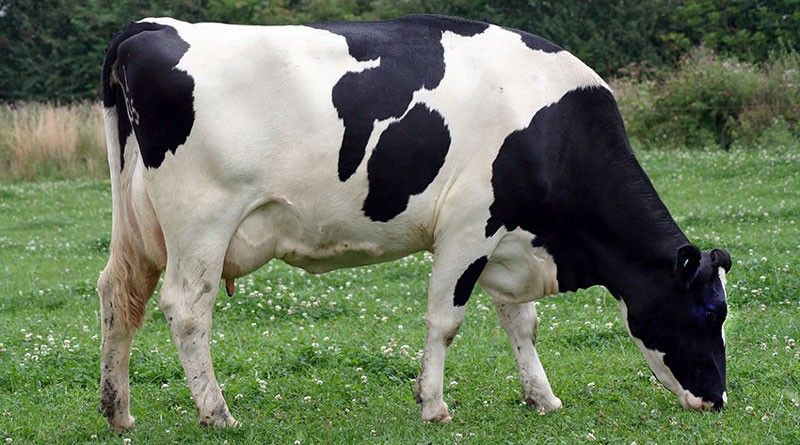 vaca-rasa-holstein1