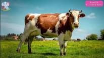 animale foto