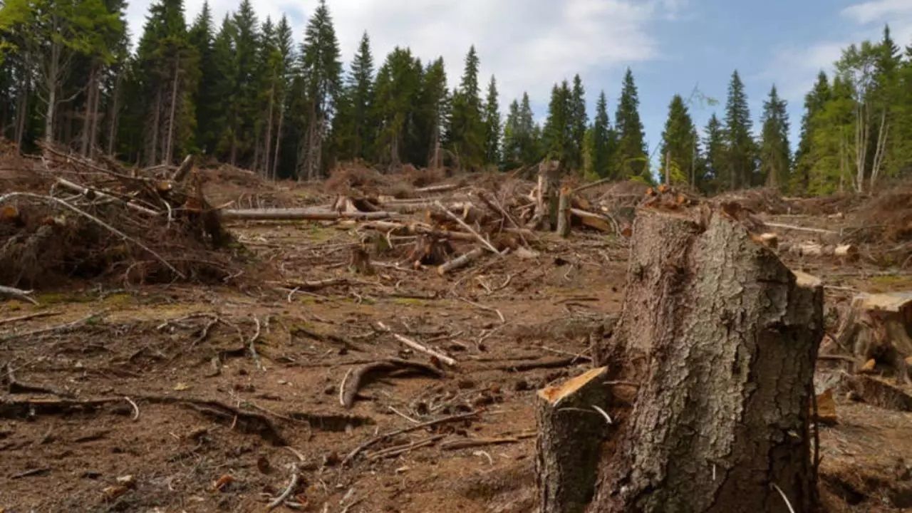 padure-defrisata_cd482a3237