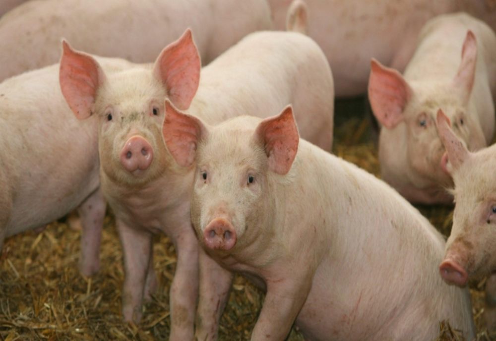 PROIECT. Românii nu vor mai avea voie să crească porci în gospodărie, atâta timp cât țara e afectată de pesta porcină