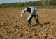 Guvernul va plăti aproape jumătate din salariile zilierilor și sezonierilor din agricultură