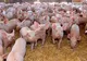 Dezastru economic: 140.000 de porci vor fi sacrificați la Brăila. Peste 150 de milioane lei pagubă