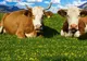 Agricultura crește ca-n povești, dar statistic, scade