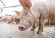 Pesta porcină a redus efectivele de animale cu 14,2% doar în primele cinci luni