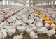Afacerile Grupului AGRICOLA, cel mai mare producător de carne de pui din România, au crescut cu 7%