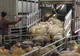Sprijin suplimentat pentru crescătorii de animale și păsări