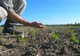 Seceta lovește în agricultori. Peste 4 milioane de hectare de culturi de porumb și floarea soarelui, afectate