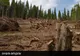 Paradoxurile pandemiei în România. În 2020 a crescut spectaculos volumul de lemn exploatat și exportat