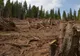 Pădurile României în primul an al pandemiei. Creșterea fondului forestier, mult mai mică decât creștere volumului tăierilor