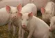 PROIECT. Românii nu vor mai avea voie să crească porci în gospodărie, atâta timp cât țara e afectată de pesta porcină