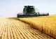 EXPORTURILE DE GRÂU MOALE ALE UE AU SCĂZUT CU 33% ÎN DEBUTUL ANULUI AGRICOL 2025/2026