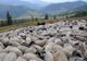 În aprilie românii au facut-o de oaie. Animalele mai slabe decat în 2017 au sporit sacrificările