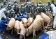 ANSVSA a inventariat 826 de focare PPA, în 190 de localități. 160.000 de porci au fost sacrificați