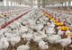 Afacerile Grupului AGRICOLA, cel mai mare producător de carne de pui din România, au crescut cu 7%