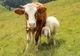 Ajutoare de stat de 4,8 milioane de lei pentru creșterea animalelor