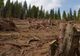 Pădurile României în primul an al pandemiei. Creșterea fondului forestier, mult mai mică decât creștere volumului tăierilor